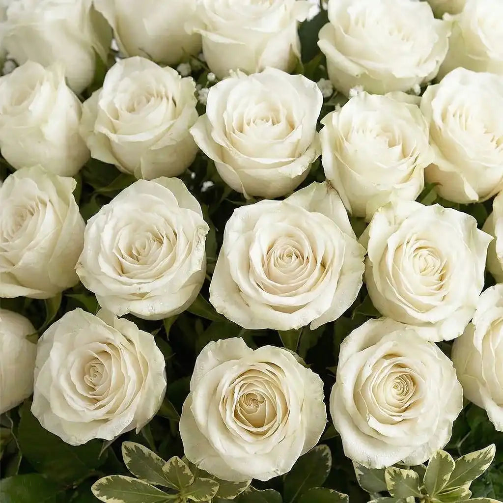 50 White Roses