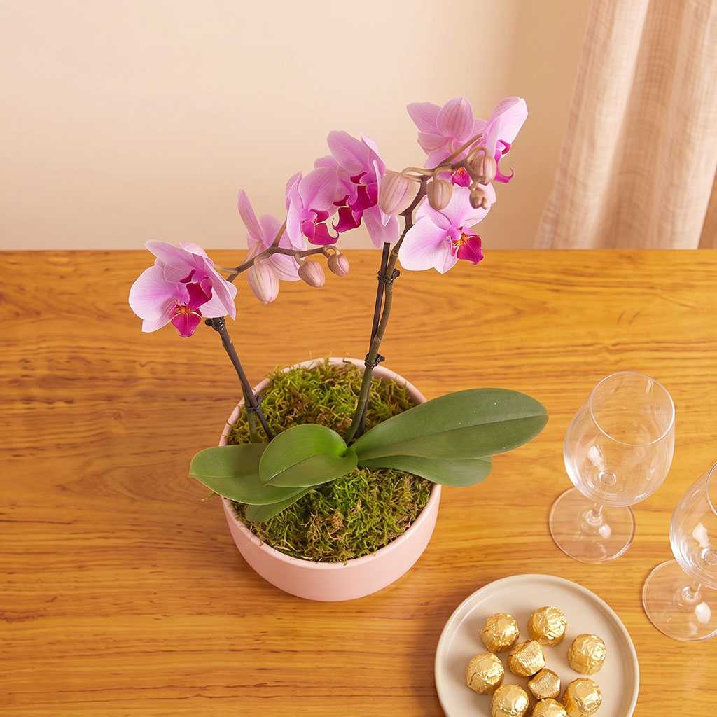 Blush Orchids Planter