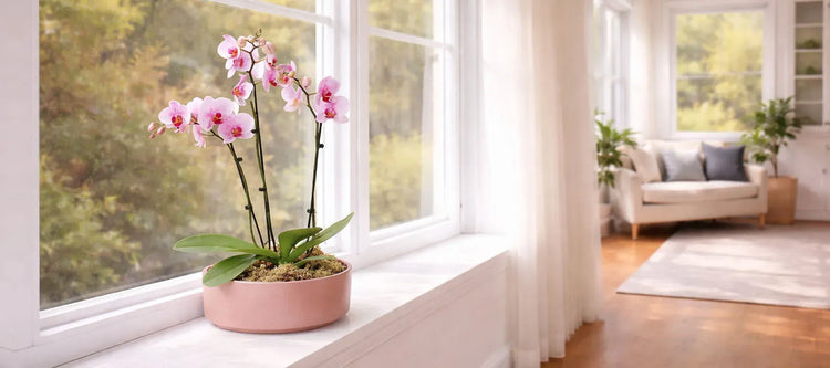 Orchids