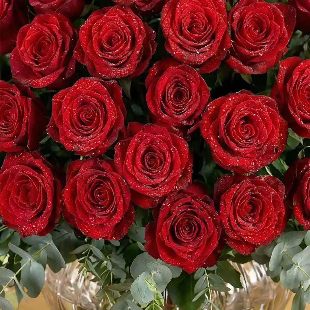 100 Red Roses