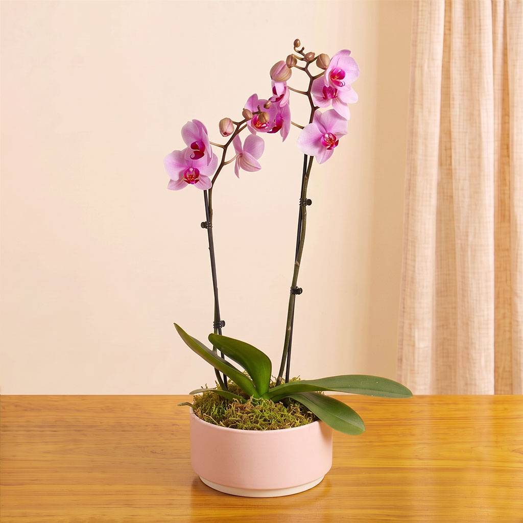 Blush Orchids Planter