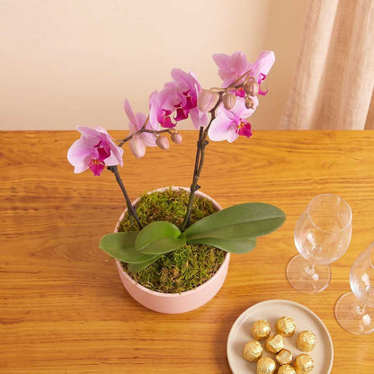 Blush Orchids Planter