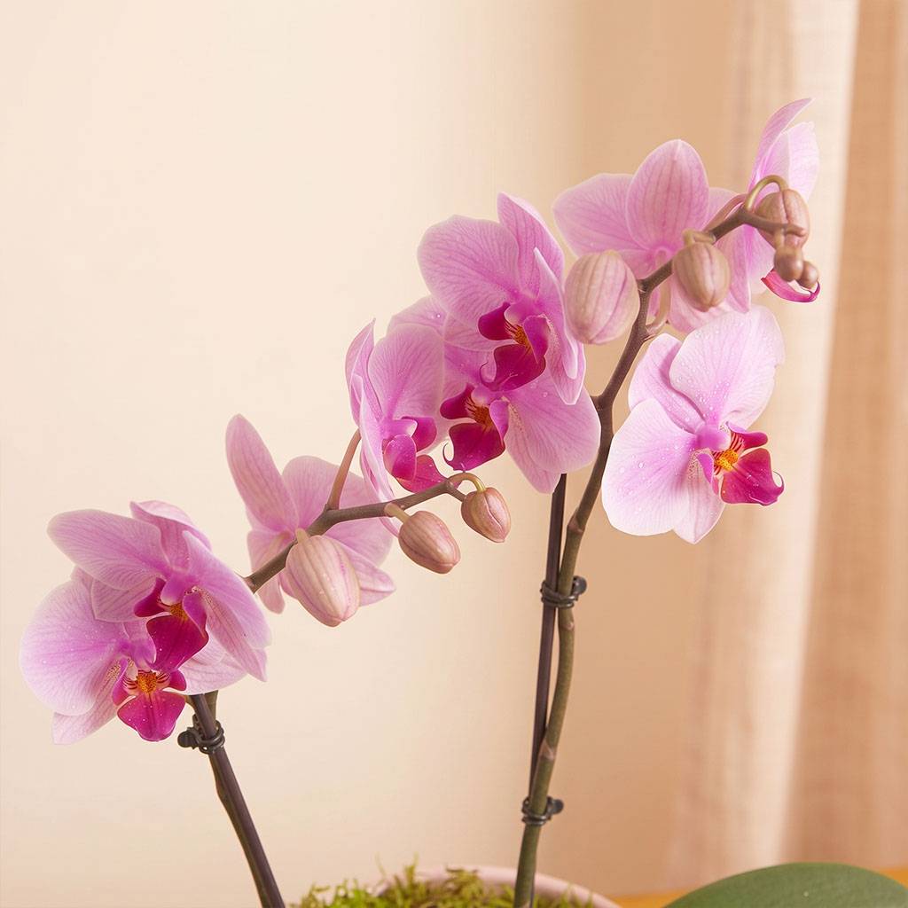Blush Orchids Planter