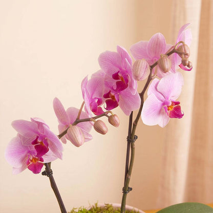 Blush Orchids Planter