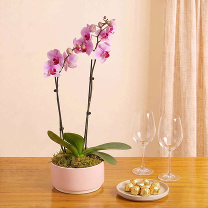 Blush Orchids Planter