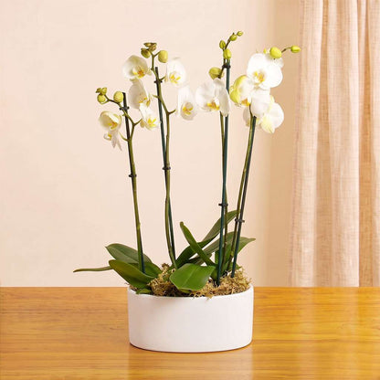 Ivory Orchid Planter