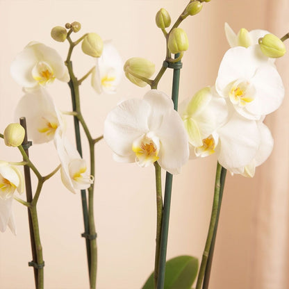 Ivory Orchid Planter