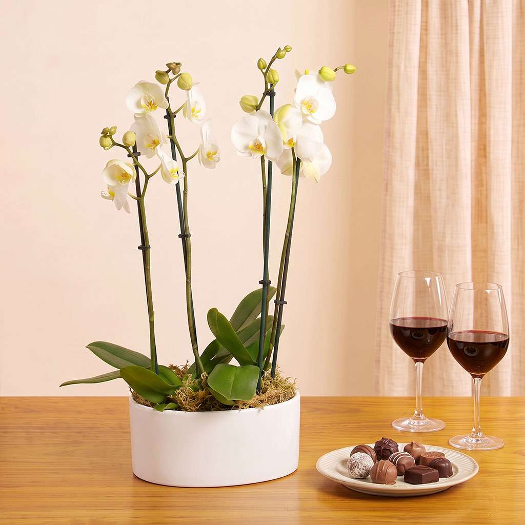 Ivory Orchid Planter