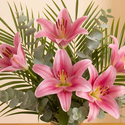Lily Blush