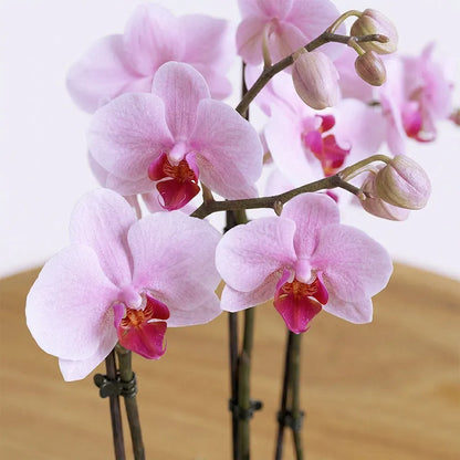 Pink Orchids