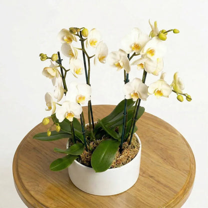 White Orchids